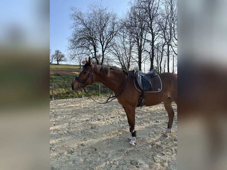 Selle Francais Wallach 8 Jahre 164 cm Brauner in Freisen