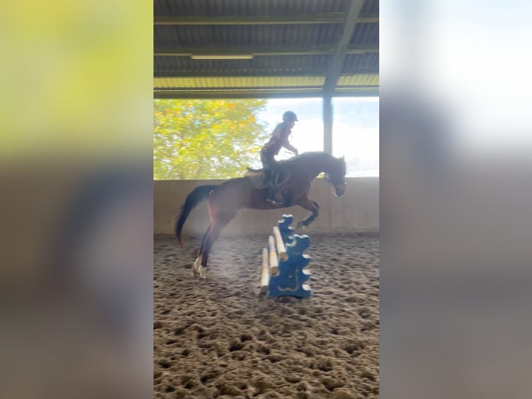 Selle Francais Wallach 8 Jahre 164 cm Brauner in Freisen