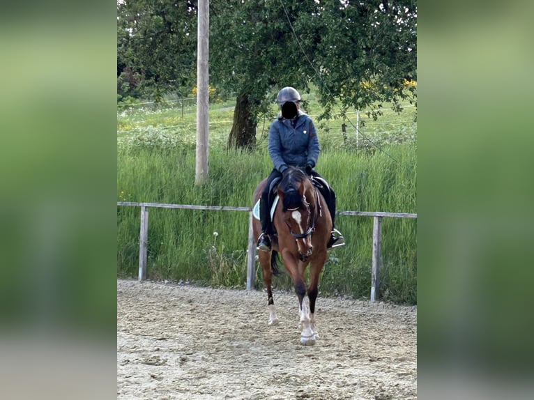 Selle Francais Wallach 8 Jahre 164 cm Brauner in Freisen