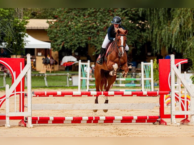 Selle Francais Mix Wallach 8 Jahre 164 cm Fuchs in Elne