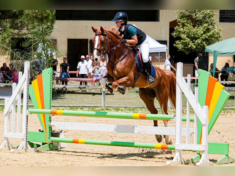 Selle Francais Mix Wallach 8 Jahre 164 cm Fuchs in Elne