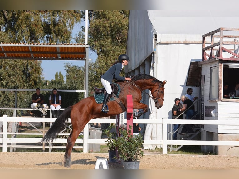 Selle Francais Wallach 8 Jahre 166 cm Hellbrauner in Roma