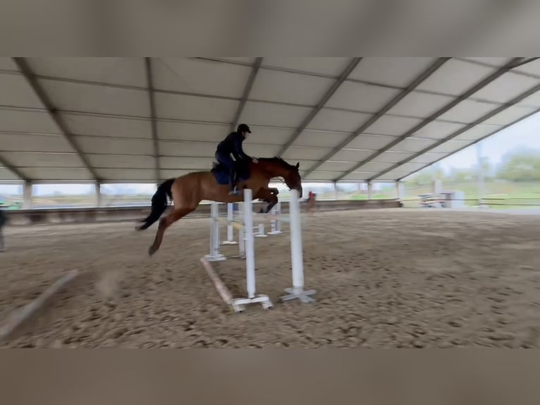 Selle Francais Wallach 8 Jahre 166 cm Hellbrauner in Roma