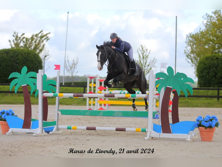 Selle Francais Wallach 8 Jahre 168 cm Rappe in Senlis