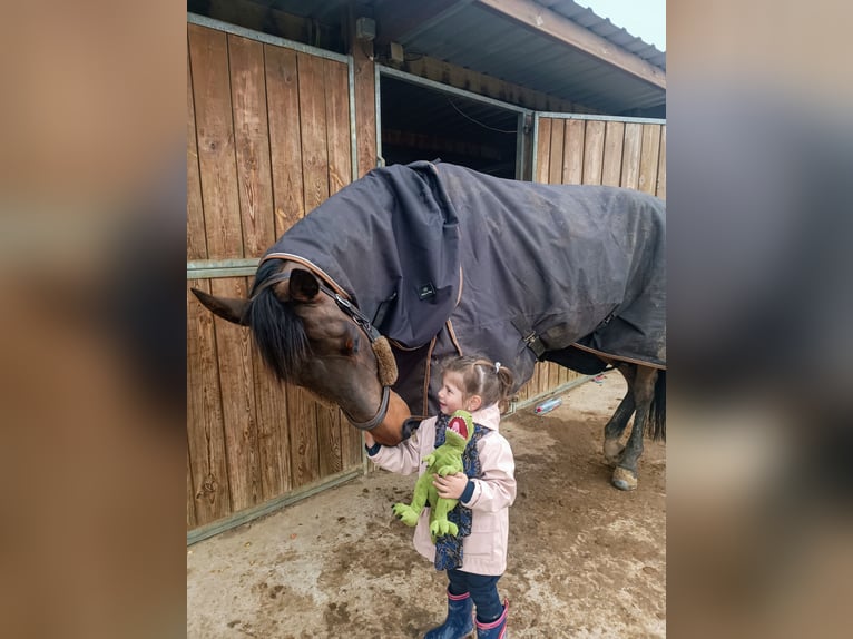 Selle Francais Wallach 8 Jahre 169 cm Brauner in Béziers