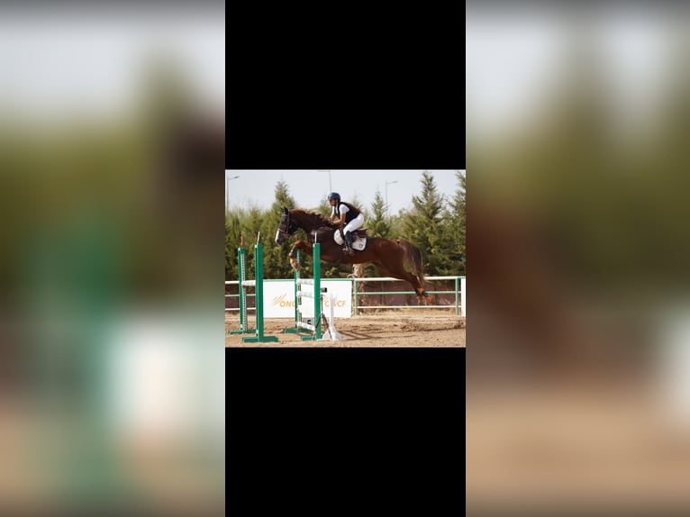 Selle Francais Wallach 8 Jahre 175 cm Dunkelfuchs in Morocco, Tanger city
