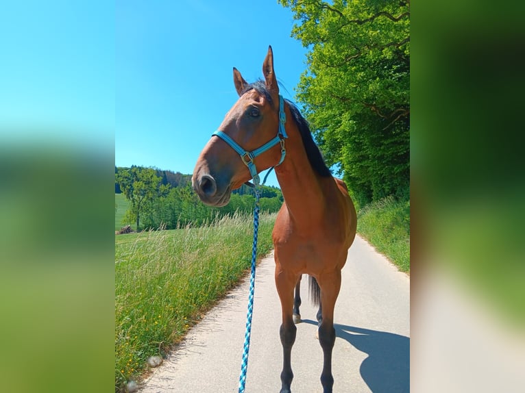Selle Francais Wallach 8 Jahre 178 cm Brauner in Ermsdorf