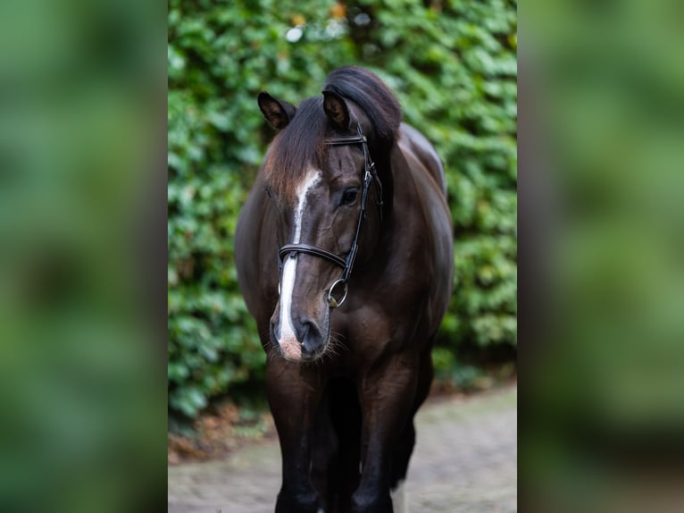 Selle Francais Wallach 8 Jahre 178 cm Dunkelbrauner in Laburgade