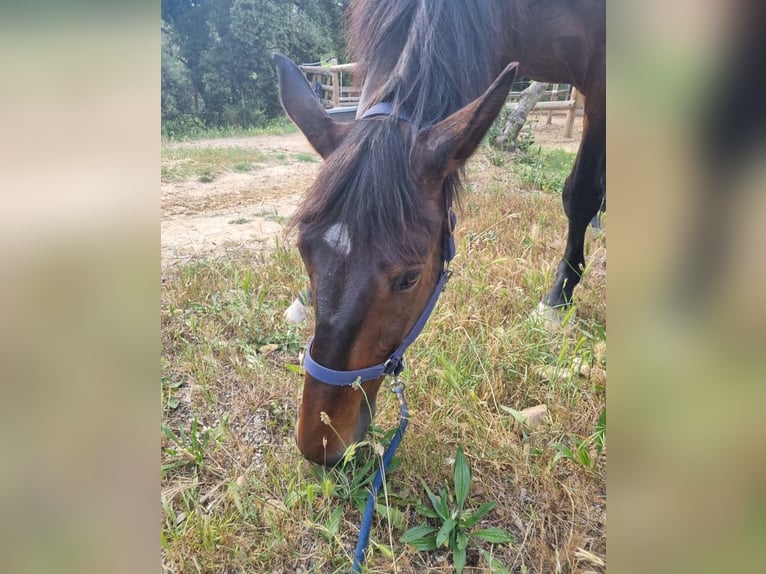 Selle Francais Wallach 8 Jahre 180 cm Dunkelbrauner in Roquefort-les-Pins