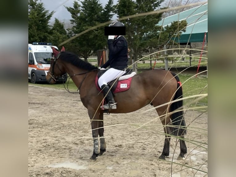 Selle Francais Wallach 9 Jahre 147 cm Brauner in Cascina