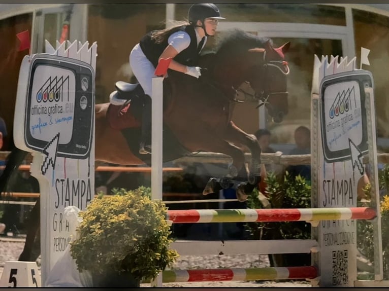 Selle Francais Wallach 9 Jahre 147 cm Brauner in Cascina