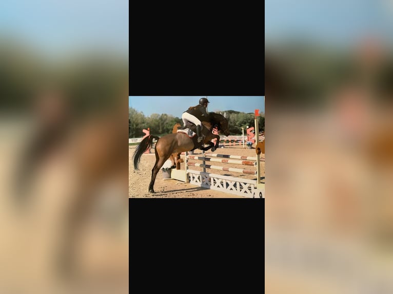 Selle Francais Wallach 9 Jahre 147 cm Brauner in Cascina