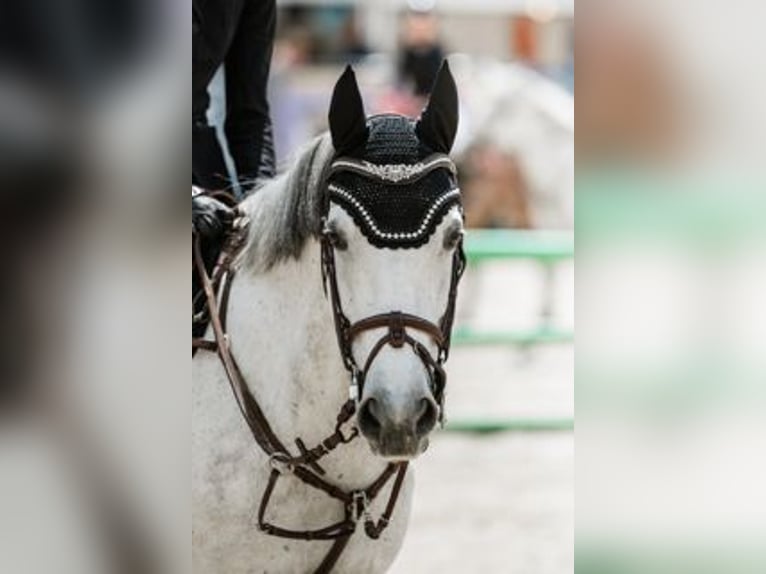 Selle Francais Wallach 9 Jahre 149 cm Schimmel in Challex