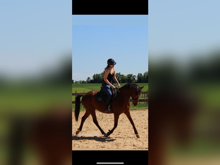 Selle Francais Wallach 9 Jahre 158 cm Brauner in Villiers en plaine