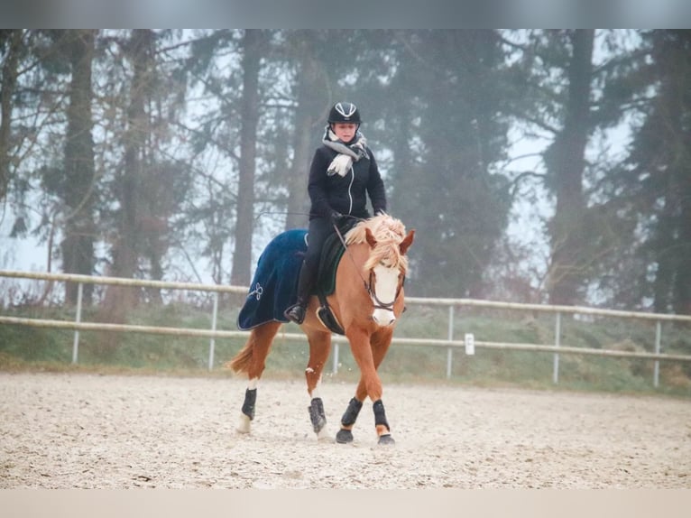 Selle Francais Mix Wallach 9 Jahre 158 cm Fuchs in Mauron