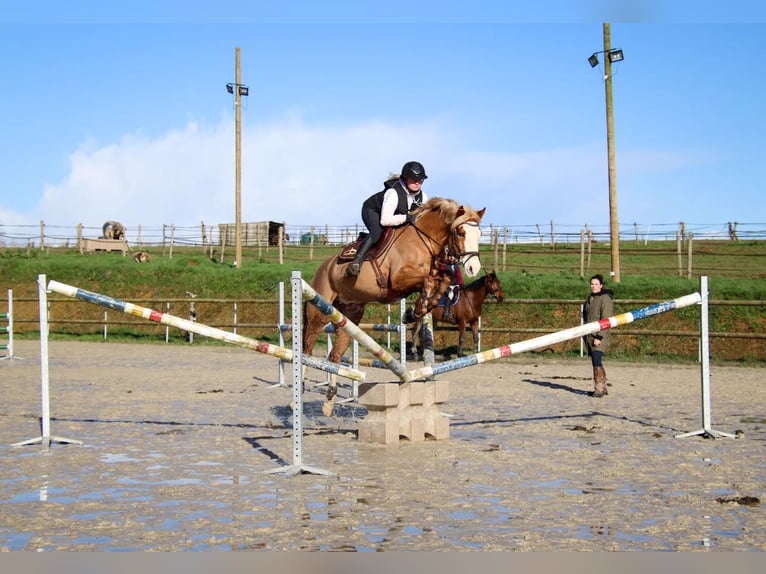 Selle Francais Mix Wallach 9 Jahre 158 cm Fuchs in Mauron