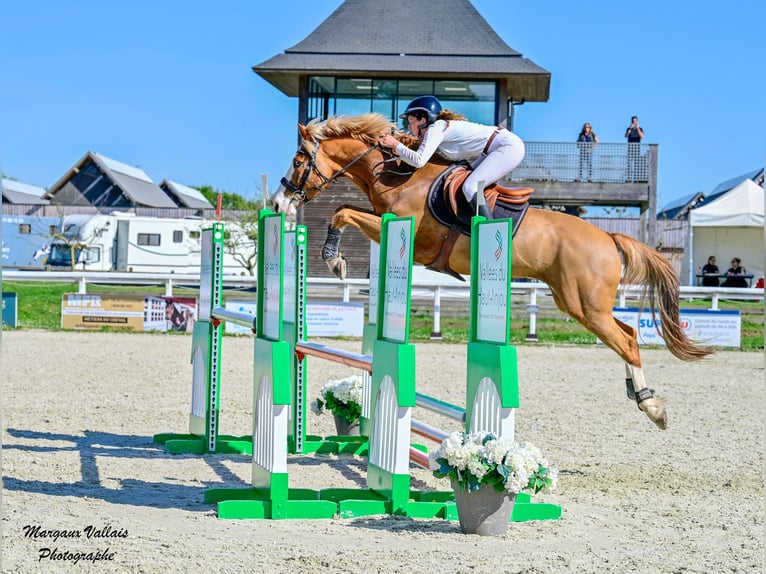 Selle Francais Mix Wallach 9 Jahre 158 cm Fuchs in Mauron