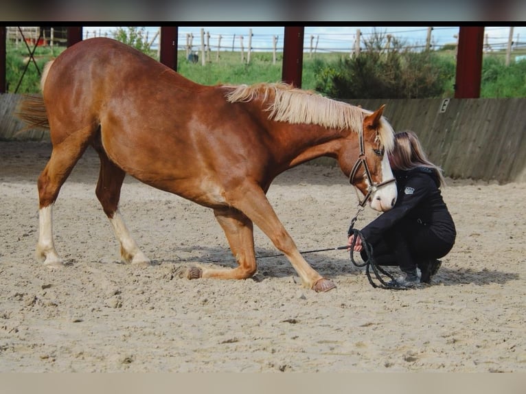Selle Francais Mix Wallach 9 Jahre 158 cm Fuchs in Mauron