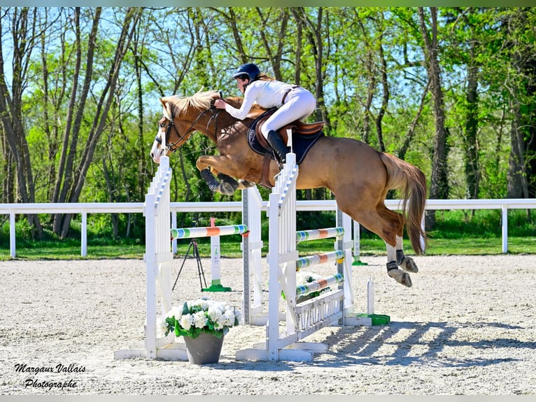 Selle Francais Mix Wallach 9 Jahre 158 cm Fuchs in Mauron