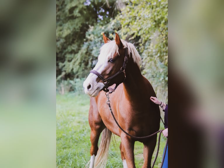 Selle Francais Mix Wallach 9 Jahre 158 cm Fuchs in Mauron