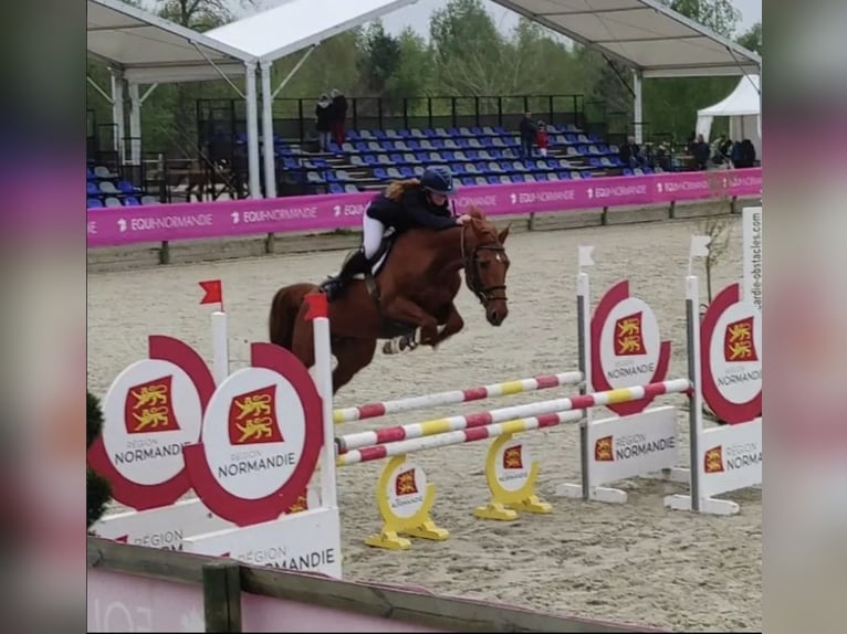 Selle Francais Wallach 9 Jahre 160 cm Fuchs in Douville en auge