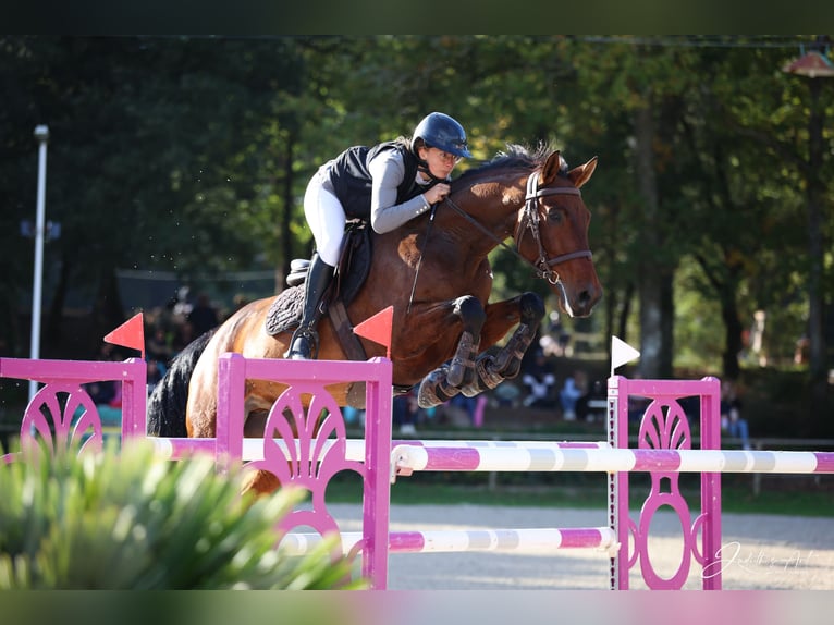 Selle Francais Wallach 9 Jahre 163 cm Brauner in Etauliers