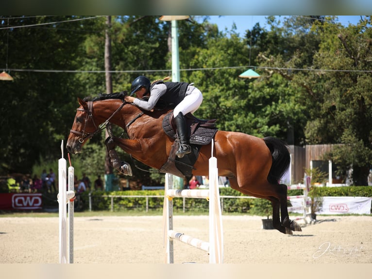 Selle Francais Wallach 9 Jahre 163 cm Brauner in Etauliers