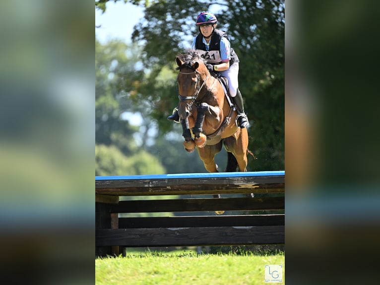 Selle Francais Wallach 9 Jahre 164 cm Brauner in Argentan
