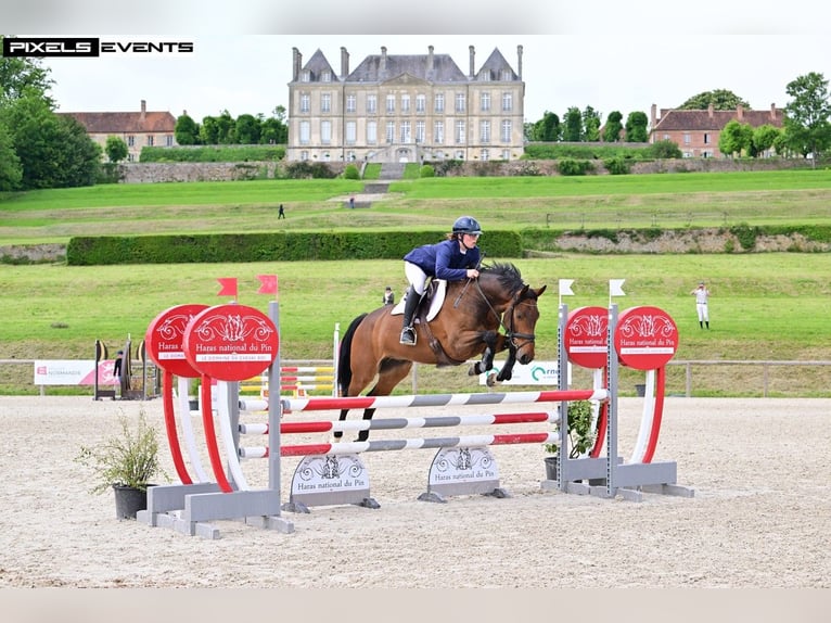 Selle Francais Wallach 9 Jahre 164 cm Brauner in Argentan