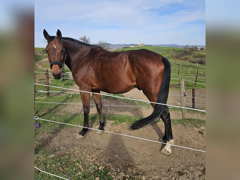 Selle Francais Wallach 9 Jahre 164 cm Brauner in Saint-&#xC9;tienne
