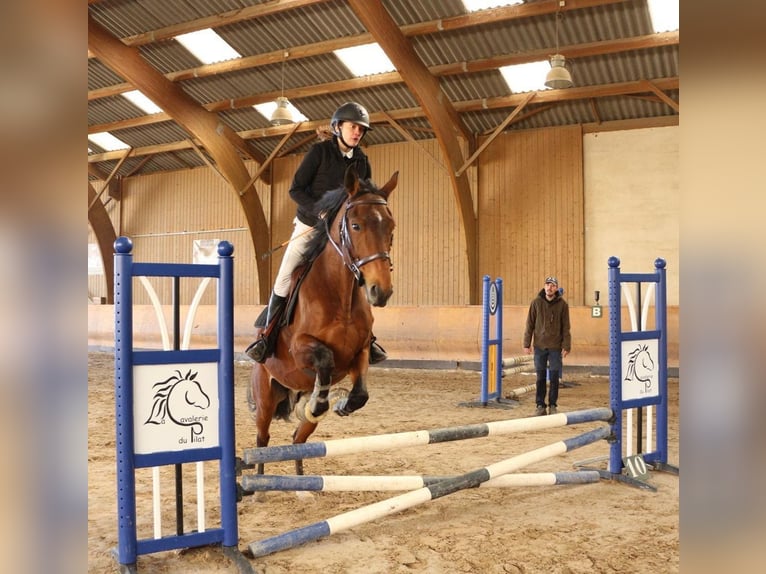 Selle Francais Wallach 9 Jahre 164 cm Brauner in Saint-&#xC9;tienne