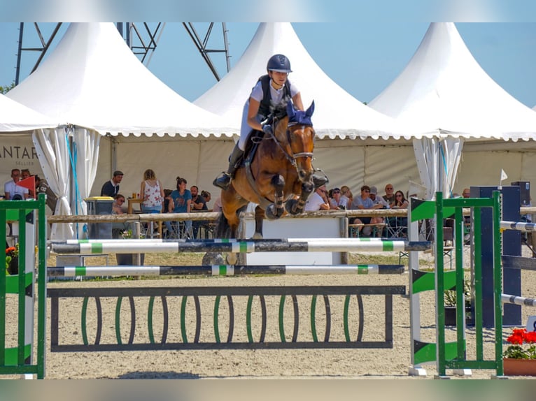 Selle Francais Wallach 9 Jahre 165 cm Brauner in Rixheim