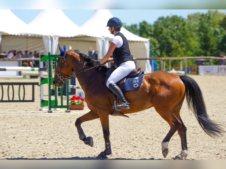 Selle Francais Wallach 9 Jahre 165 cm Brauner in Rixheim