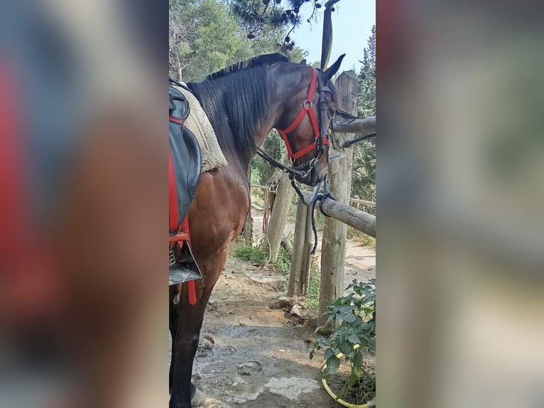 Selle Francais Wallach 9 Jahre 165 cm Brauner in Barcelona
