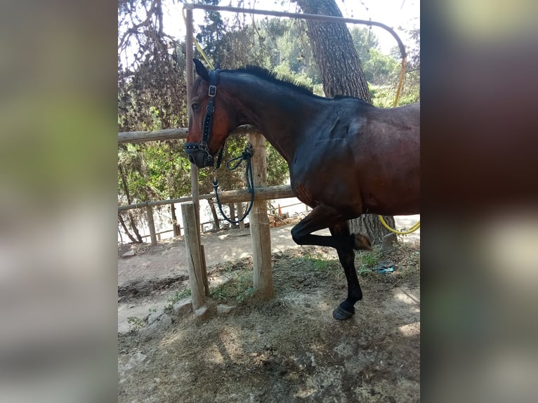 Selle Francais Wallach 9 Jahre 165 cm Brauner in Barcelona