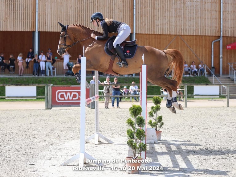 Selle Francais Wallach 9 Jahre 165 cm Fuchs in Blodelsheim