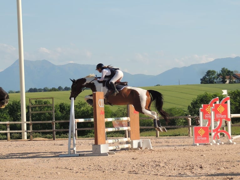 Selle Francais Wallach 9 Jahre 166 cm  in Landorthe