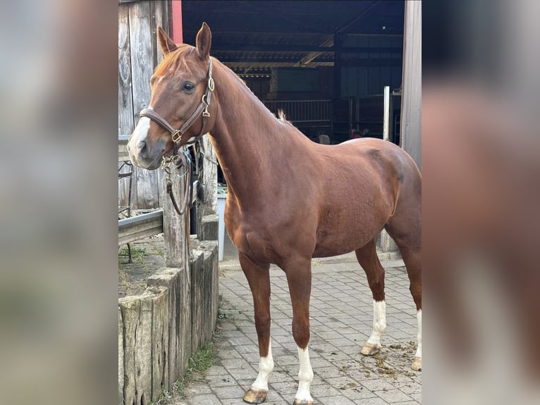 Selle Francais Wallach 9 Jahre 167 cm Dunkelfuchs in Grundviller