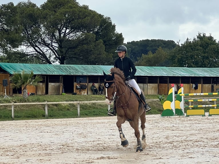 Selle Francais Wallach 9 Jahre 167 cm Fuchs in Combaillaux