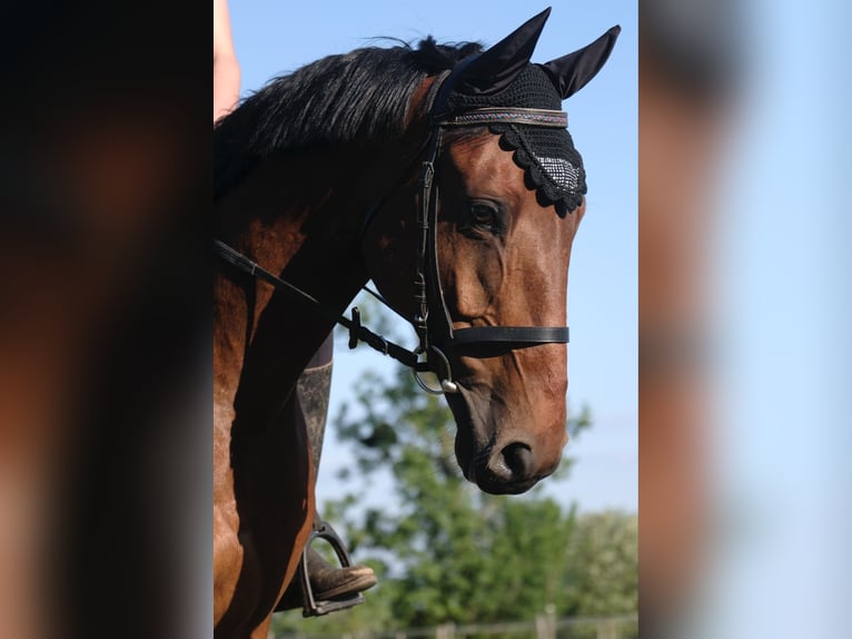 Selle Francais Wallach 9 Jahre 170 cm Brauner in Brumath