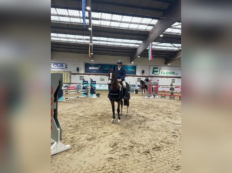 Selle Francais Wallach 9 Jahre 170 cm Brauner in Bad Kreuznach