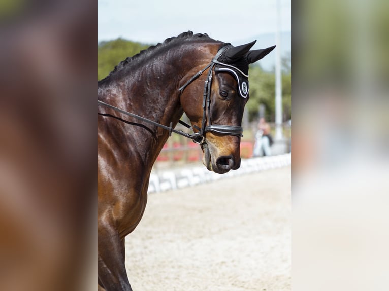 Selle Francais Wallach 9 Jahre 170 cm Dunkelbrauner in Saint-Antoine-l'Abbaye