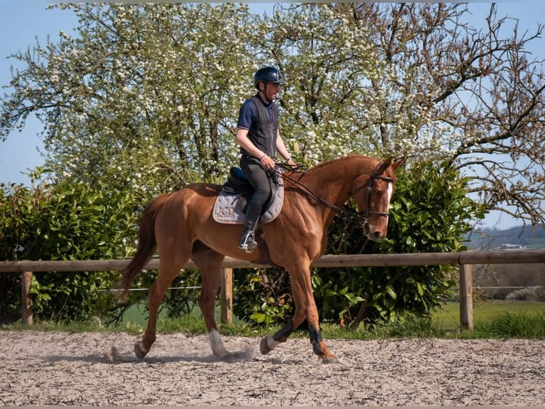 Selle Francais Wallach 9 Jahre 170 cm Fuchs in coulanges
