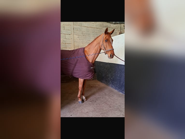 Selle Francais Wallach 9 Jahre 170 cm Fuchs in coulanges