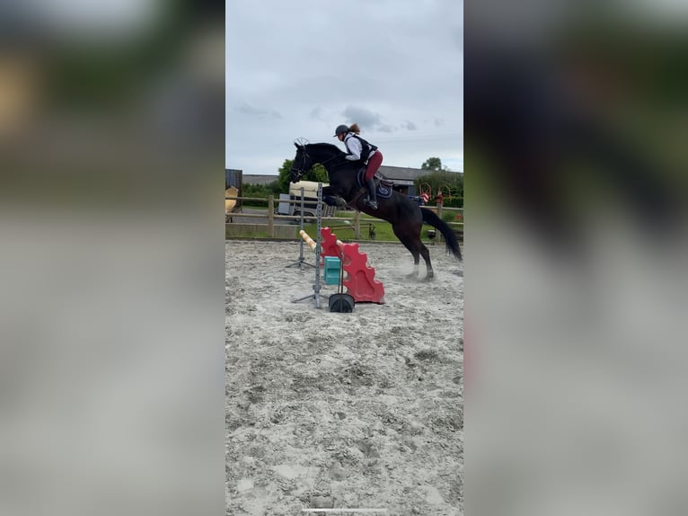 Selle Francais Wallach 9 Jahre 170 cm Rappe in Wallon cappel