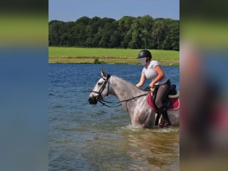 Selle Francais Wallach 9 Jahre 170 cm Schimmel in GROTE-BROGEL