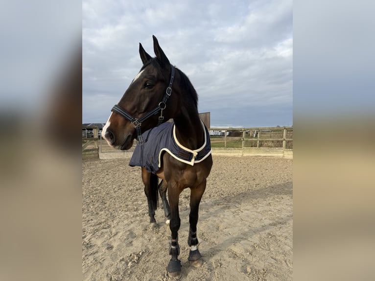 Selle Francais Wallach 9 Jahre 170 cm Schwarzbrauner in Metz