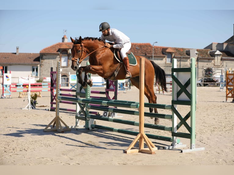 Selle Francais Wallach 9 Jahre 175 cm Brauner in La Bazeuge