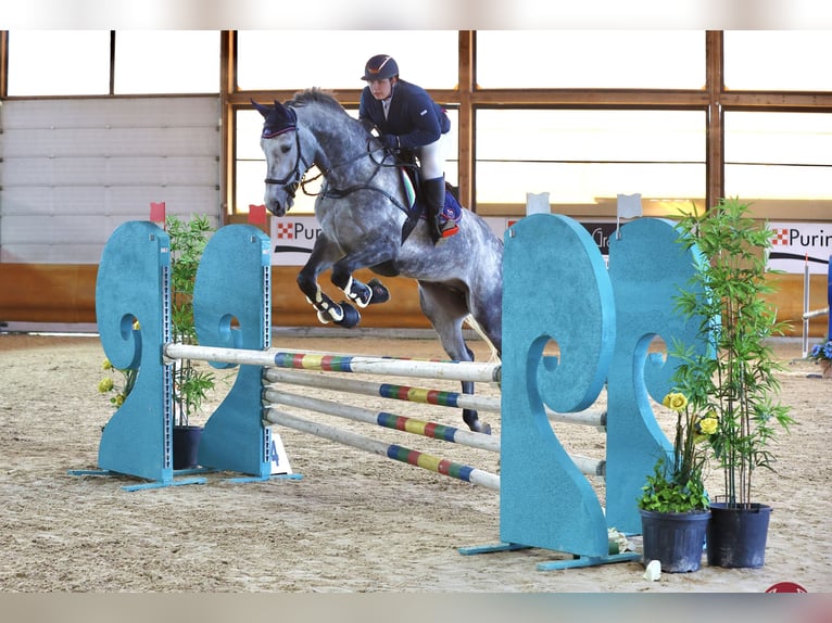 Selle Francais Wallach 9 Jahre 178 cm Schimmel in Verona