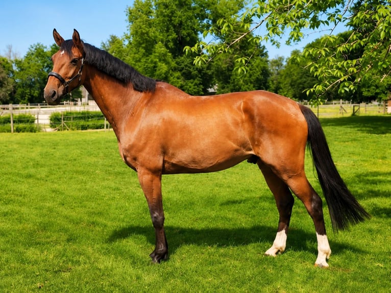 Selle Francais Wallach 9 Jahre 182 cm Brauner in Allier